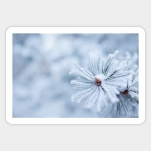 Hoarfrost on conifer tree needles Sticker